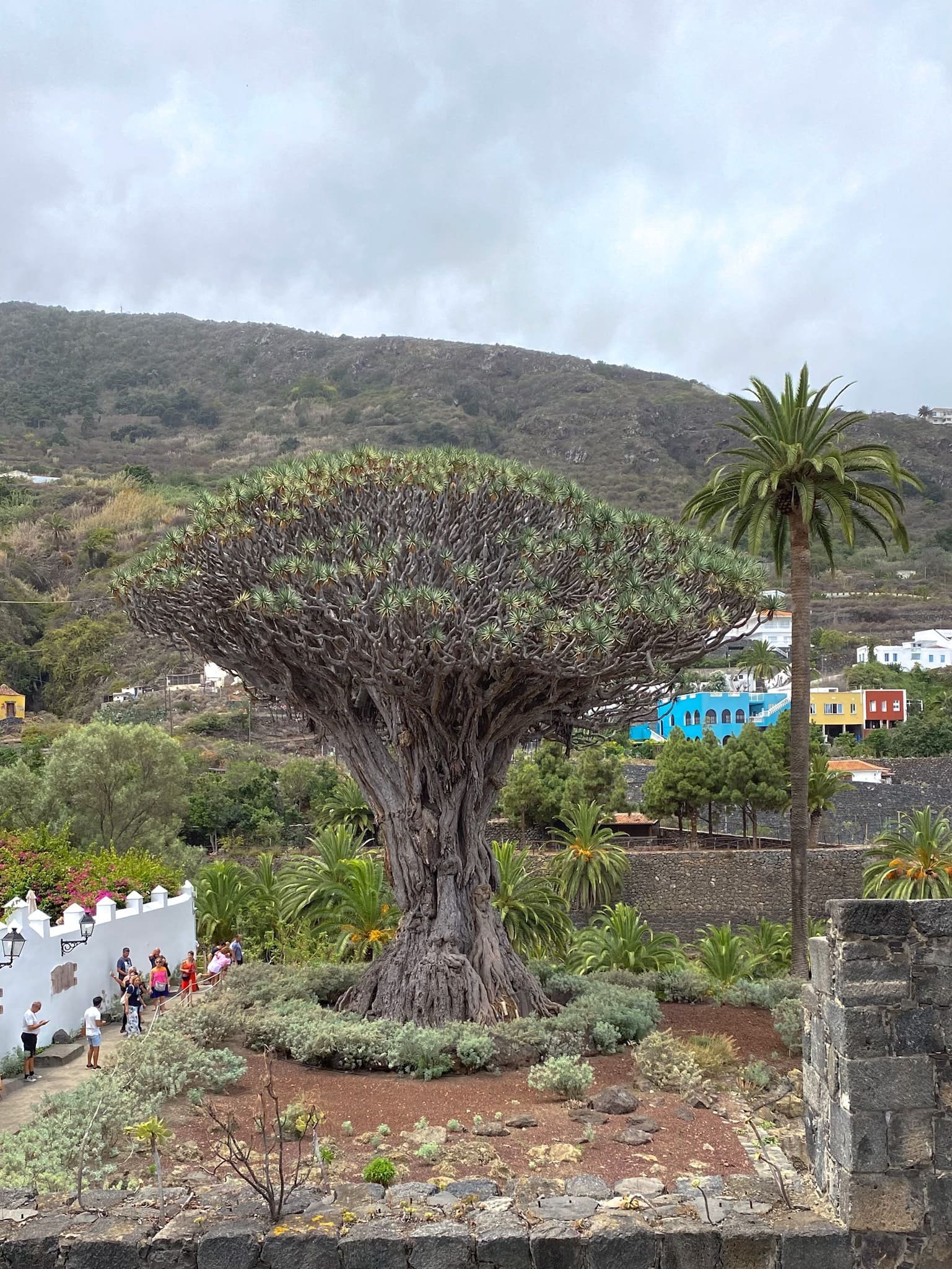 Icod de los Vinos - Drago Milenario en Tenerife